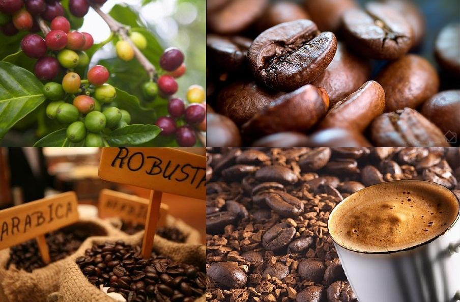 Điều bạn cần biết về hạt cà phê nguyên chất trong kinh doanh