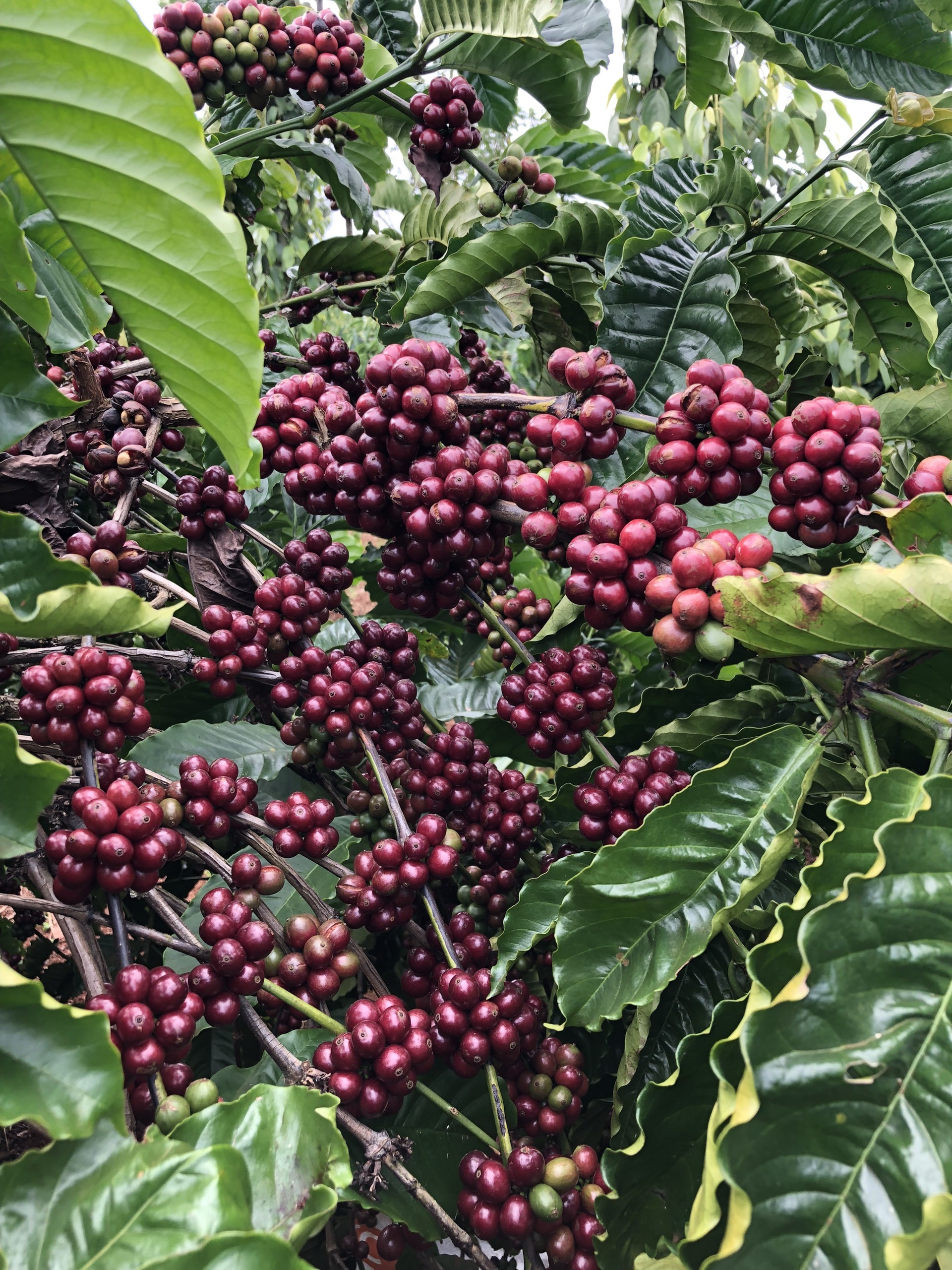 Cà phê nhân sống giá rẻ tại Mơak Farm