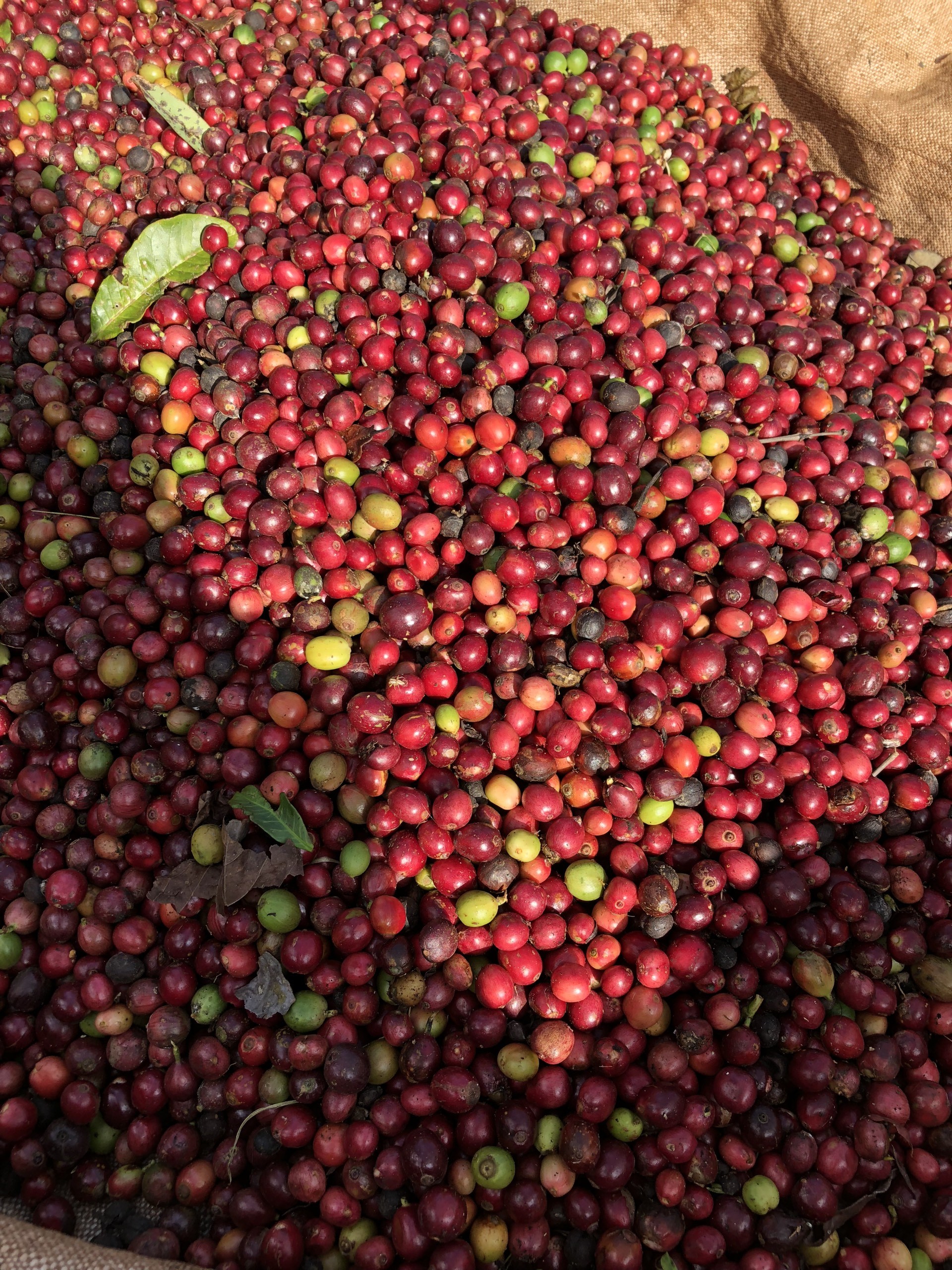 Cà phê nhân giá sỉ tại thị trường cà phê Việt Nam